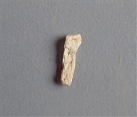 藏品(甲骨殘片)的圖片