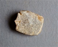 藏品(甲骨殘片)的圖片