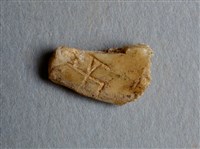 藏品(甲骨殘片)的圖片