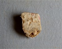 藏品(甲骨殘片)的圖片