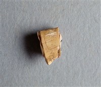 藏品(甲骨殘片)的圖片