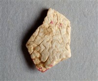 藏品(甲骨殘片)的圖片