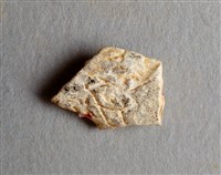 藏品(甲骨殘片)的圖片