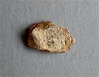 藏品(甲骨殘片)的圖片