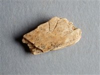 藏品(甲骨殘片)的圖片