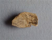 藏品(甲骨殘片)的圖片