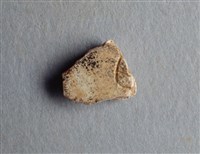 藏品(甲骨殘片)的圖片