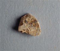 藏品(甲骨殘片)的圖片