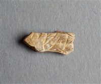 藏品(甲骨殘片)的圖片