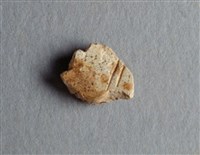 藏品(甲骨殘片)的圖片