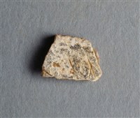 藏品(甲骨殘片)的圖片