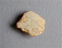 藏品(甲骨殘片)的圖片