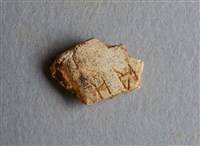 藏品(甲骨殘片)的圖片