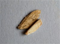 藏品(甲骨殘片)的圖片