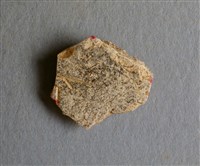 藏品(甲骨殘片)的圖片