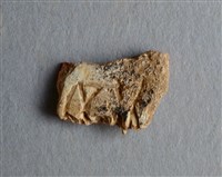 藏品(甲骨殘片)的圖片