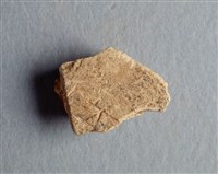 藏品(甲骨殘片)的圖片