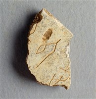 藏品(甲骨殘片)的圖片