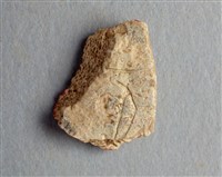 藏品(甲骨殘片)的圖片