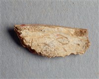 藏品(甲骨殘片)的圖片