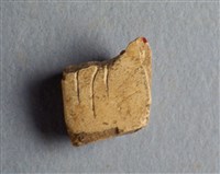 藏品(甲骨殘片)的圖片