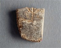 藏品(甲骨殘片)的圖片