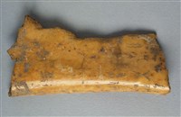 藏品(甲骨殘片)的圖片