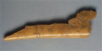 藏品(甲骨殘片)的圖片