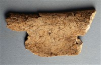 藏品(甲骨殘片)的圖片