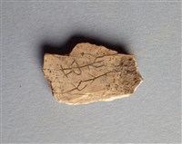 藏品(甲骨殘片)的圖片