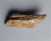 藏品(甲骨殘片)的圖片