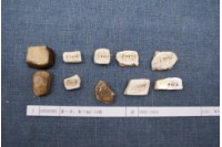 藏品(殷墟有字甲片)的圖片