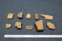 藏品(殷墟有字甲片)的圖片