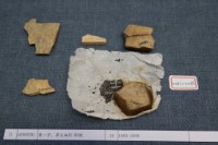 藏品(殷墟有字甲片)的圖片