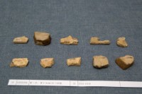 藏品(殷墟有字甲片)的圖片