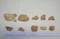 藏品(殷墟有字甲片)的圖片