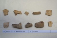 藏品(殷墟有字甲片)的圖片