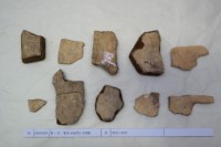 藏品(殷墟有字甲片)的圖片