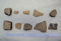 藏品(殷墟有字甲片)的圖片