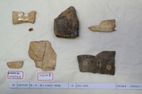 藏品(殷墟有字甲片)的圖片