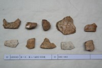 藏品(殷墟有字甲片)的圖片