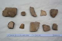 藏品(殷墟有字甲片)的圖片