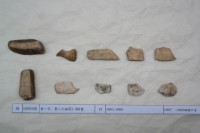 藏品(殷墟有字甲片)的圖片