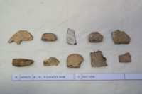 藏品(殷墟有字甲片)的圖片