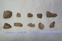 藏品(殷墟有字甲片)的圖片