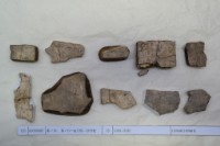 藏品(殷墟有字甲片)的圖片