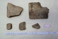 藏品(殷墟有字甲片)的圖片