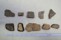 藏品(殷墟有字甲片)的圖片