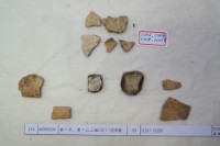 藏品(殷墟有字甲片)的圖片