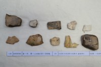 藏品(殷墟有字甲片)的圖片